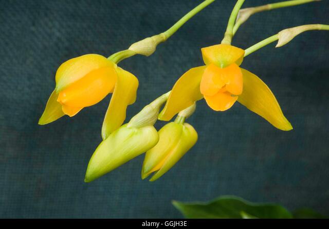 Lycaste aromatica orchid hi