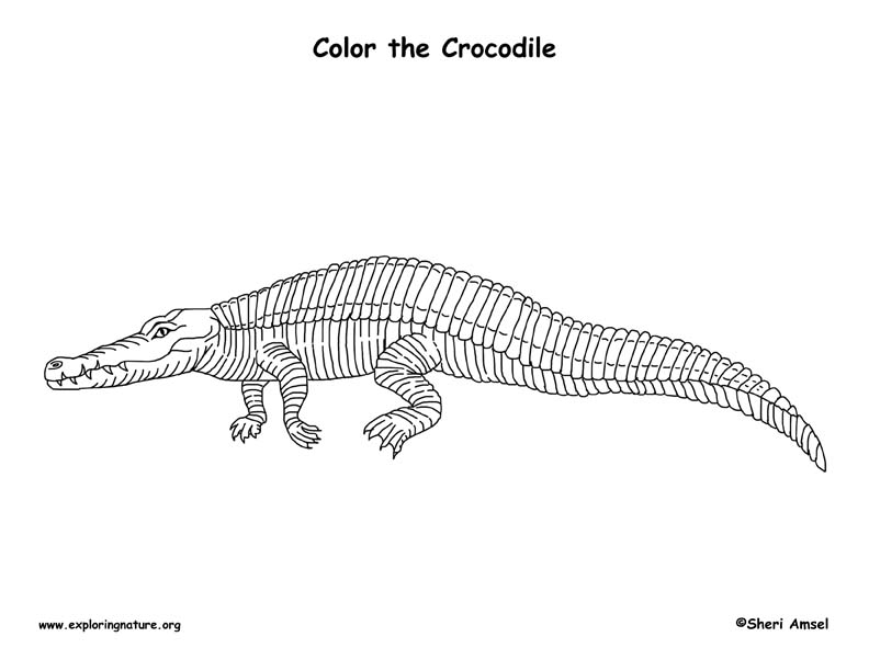 Crocodile coloring page