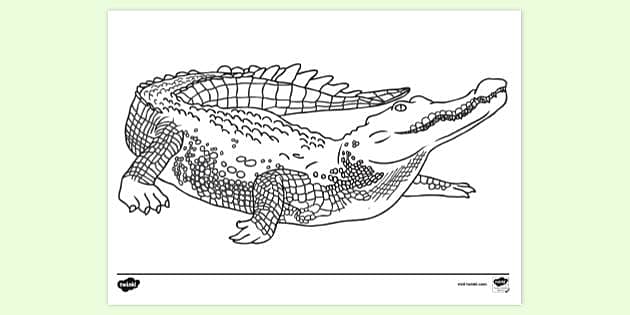 Crocodile colouring sheet