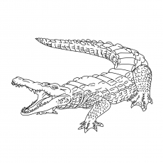 Top free printable crocodile coloring pages online