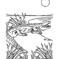 Top free printable wild animals coloring pages online