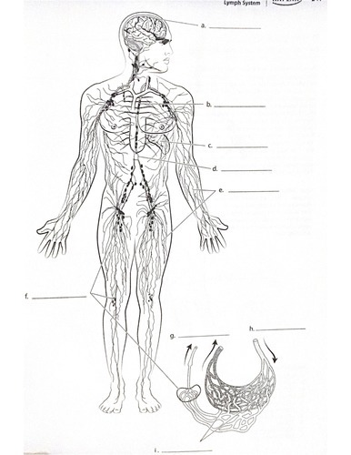 Lymph and immune