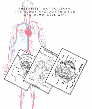 Human body anatomy system labeling coloring pages bundle activities made by teachers