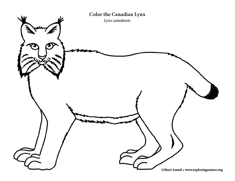 Lynx canadian coloring page