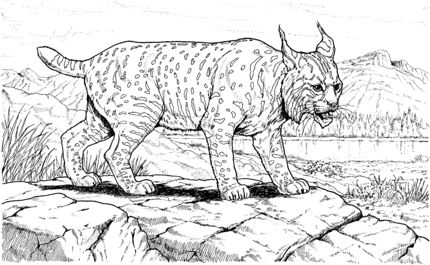 Canadian lynx coloring page supercoloringcom animal coloring pages horse coloring pages animal coloring books