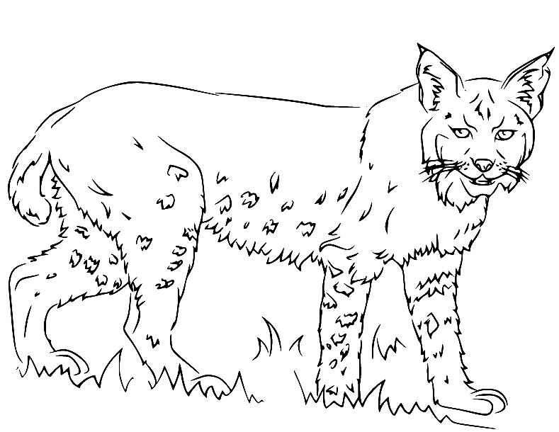 Lynx coloring pages printable for free download