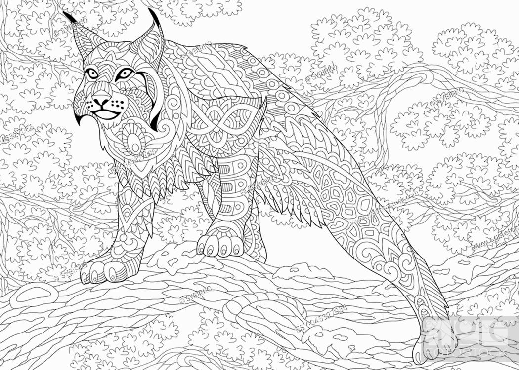 Coloring page of wildcat lynx american bobcat caracal ready to attack stock vector vector and low budget royalty free image pic esy