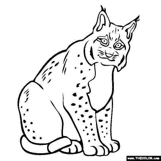 Lynx coloring page