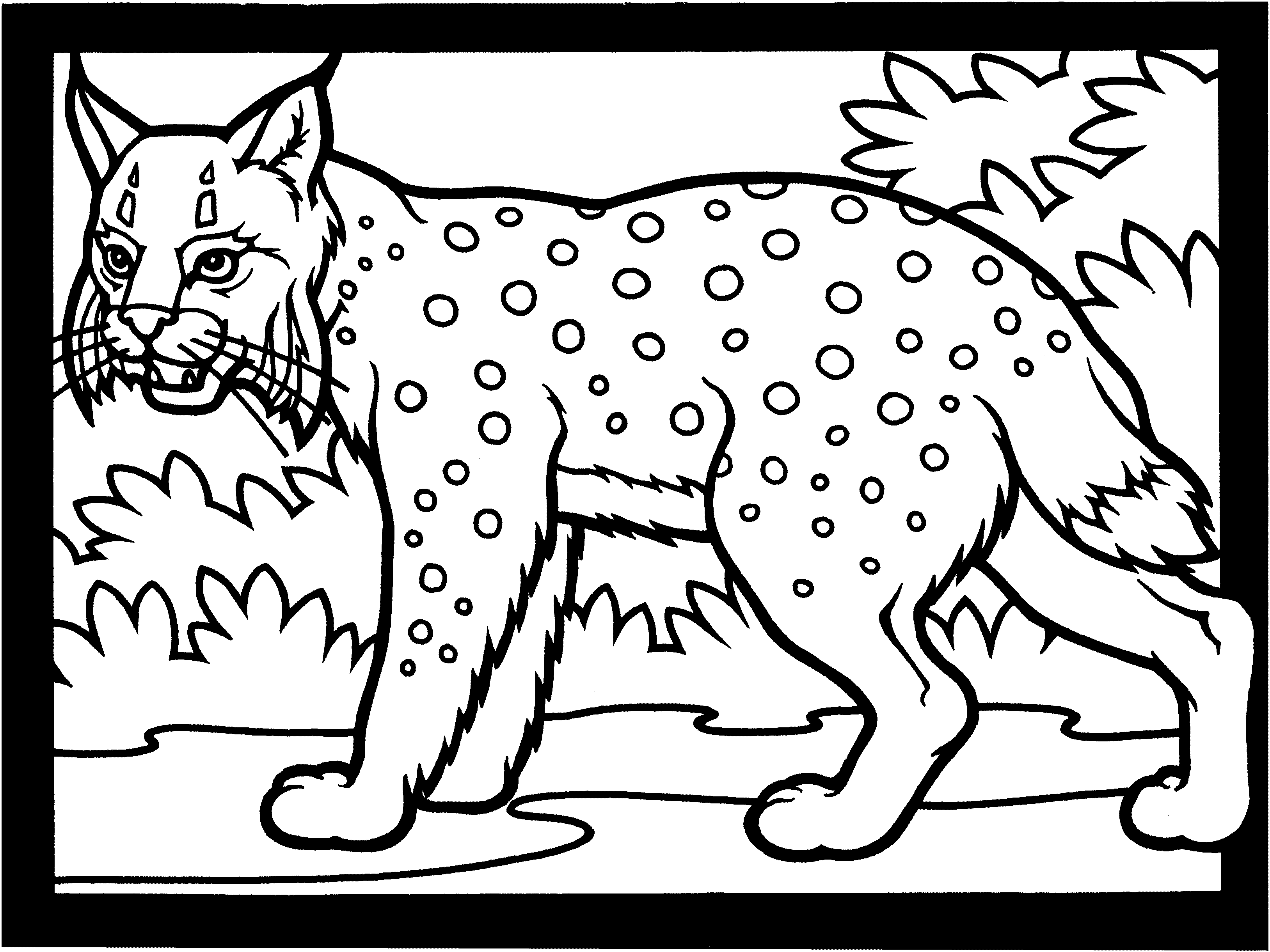 Free lynx coloring pages