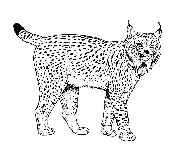 Lynx animals â free printable coloring pages