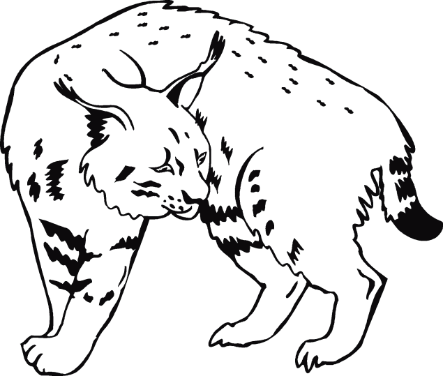 Lynx coloring pages