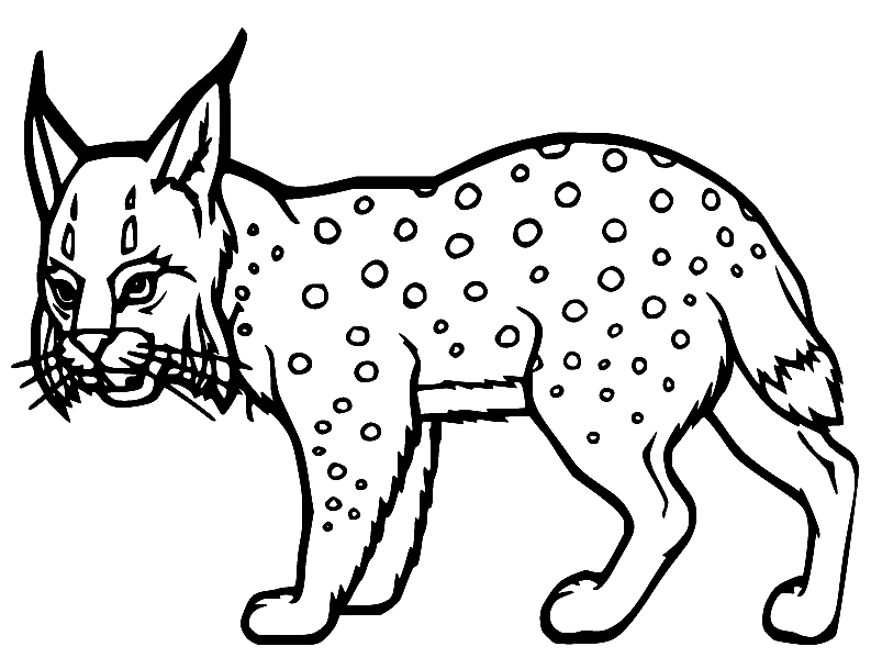 Lynx coloring pages printable for free download