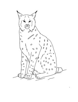 Eurasian lynx coloring page by mama draw it tpt