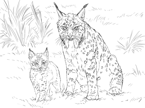 Iberian lynx mother with baby coloring page free printable coloring pages