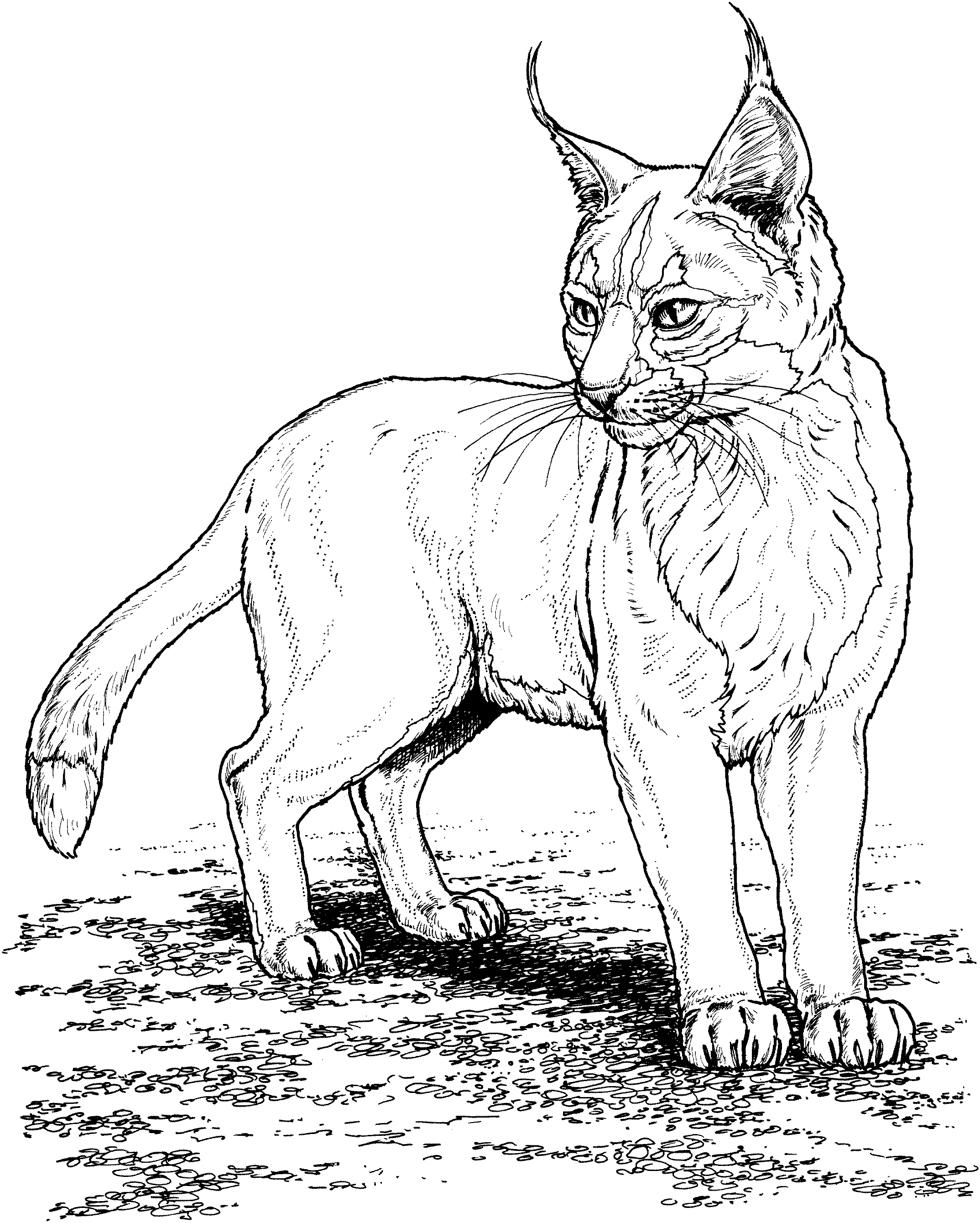 Free lynx coloring pages