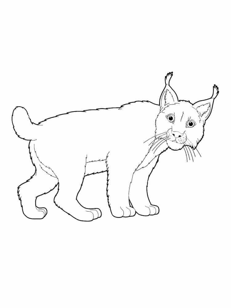 Lynx kitten waiting for its parents coloring page