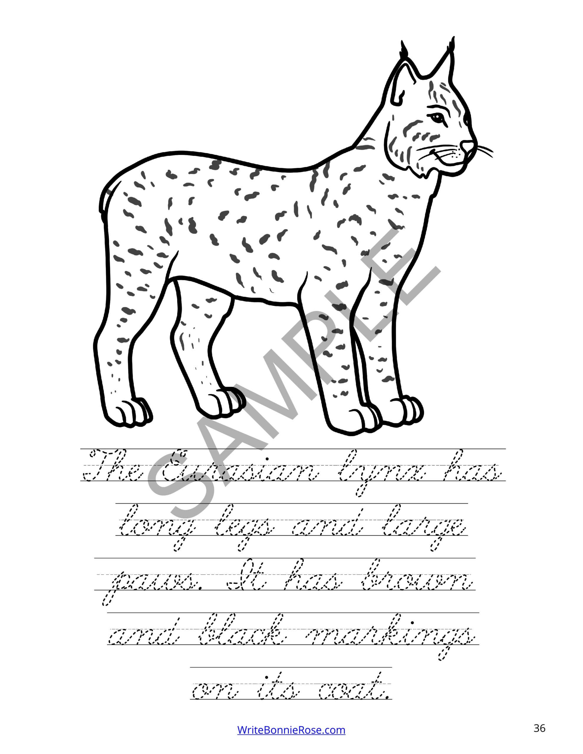 Wild cats of the world coloring book level c made by teachers