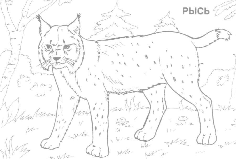 Online coloring pages coloring forest lynx coloring