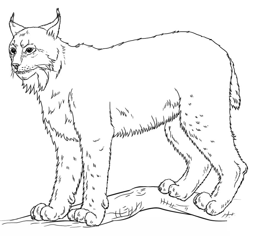 Lynx free image coloring page