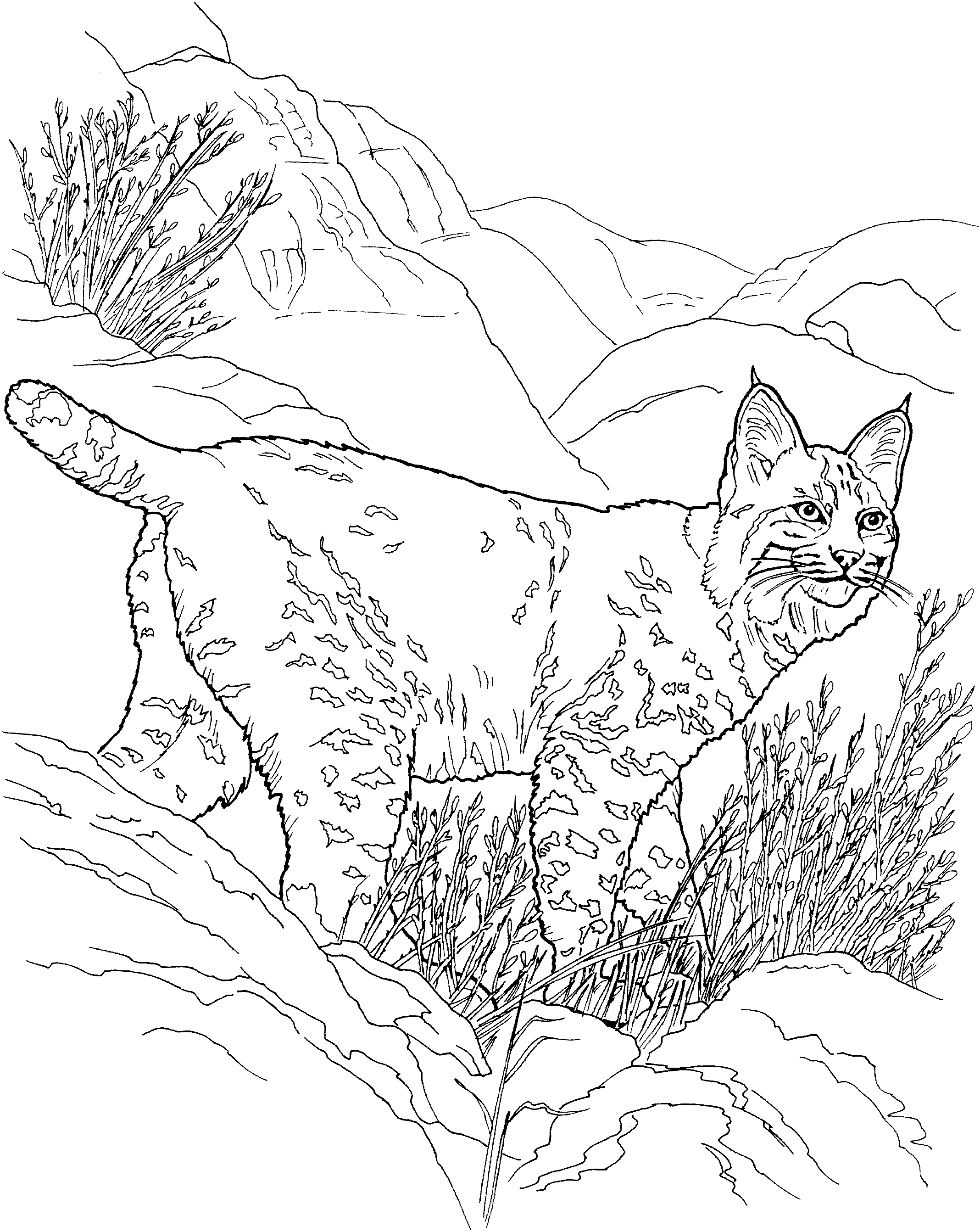 Free lynx coloring pages