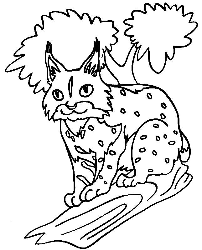 Lynx coloring pages fox coloring page animal coloring pages coloring pages