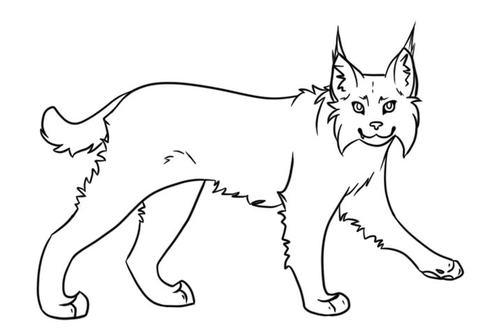 Lynx coloring pages