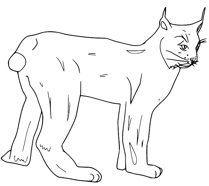 Lynx coloring pages printable for free download