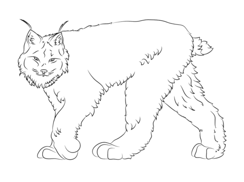 Walking canadian lynx coloring page free printable coloring pages