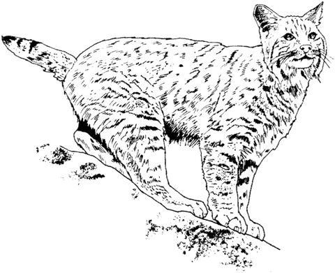 Lynx coloring page free printable coloring pages animal coloring pages big cats art coloring pages