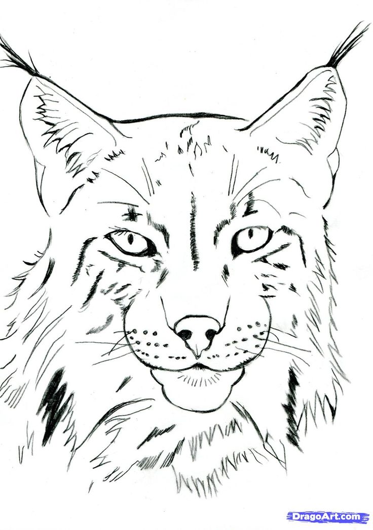 How to draw a realistic lynx step pencil drawings of animals lynx drawings