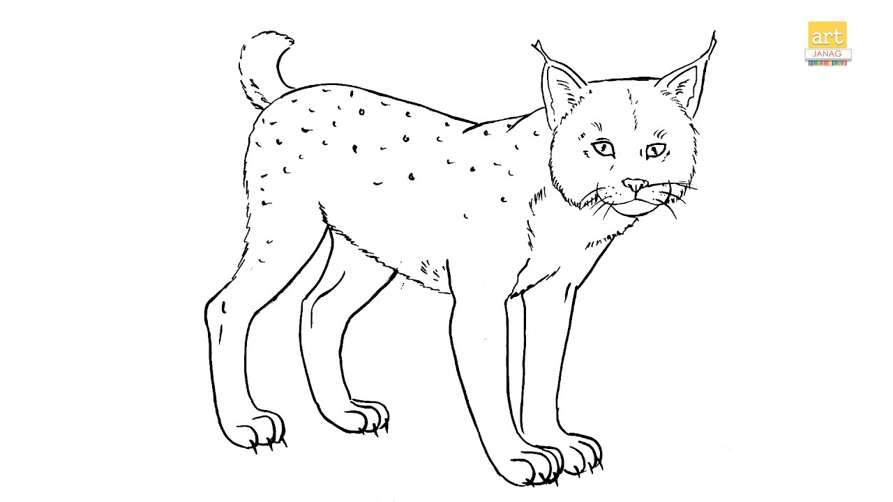 How to draw a iberian lynx ii draw a lynx drawing ii part ii artjanag