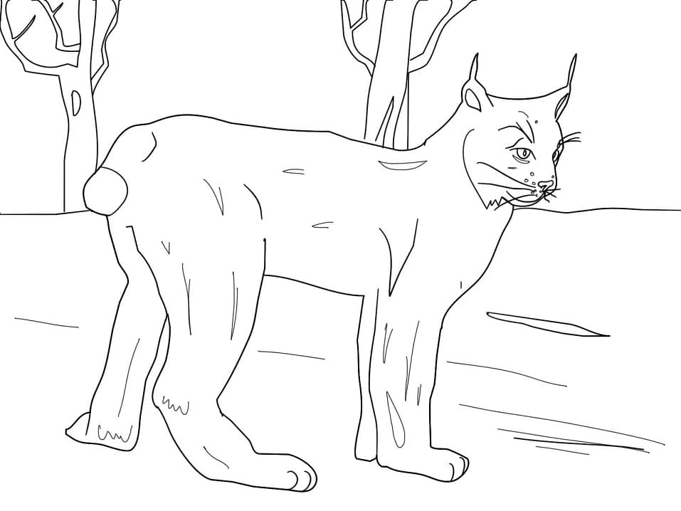 Lynx in the forest coloring page