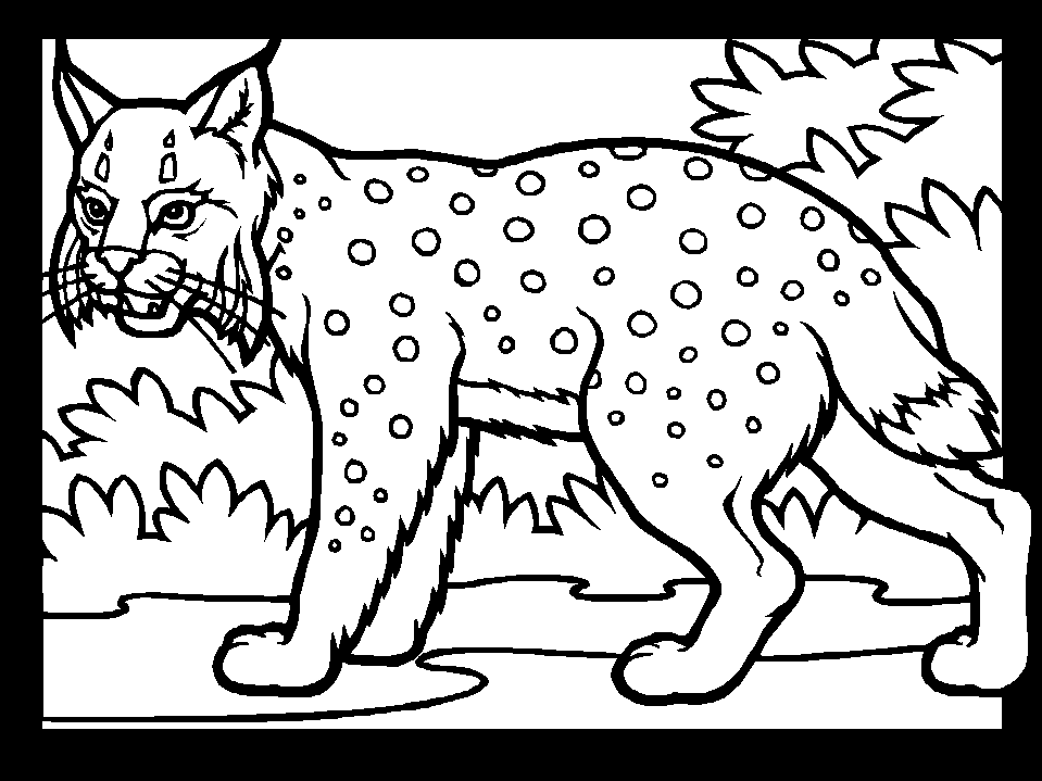 Lynx coloring pages