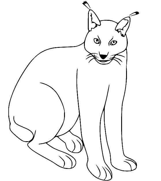 Lynx coloring pages printable for free download