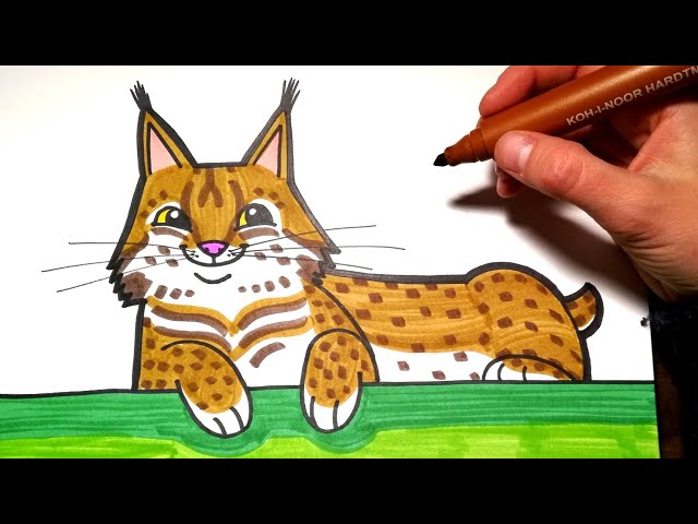 How to draw lynx