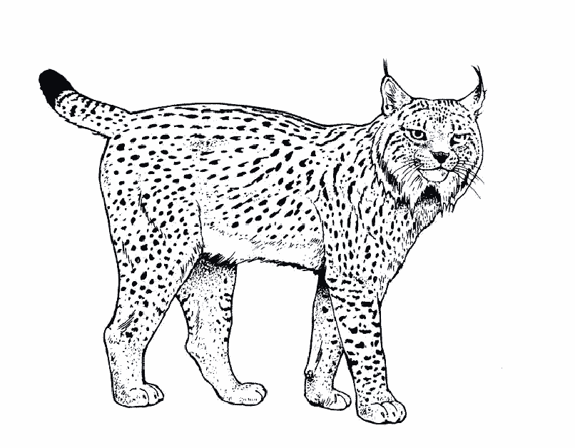 Lynx coloring pages