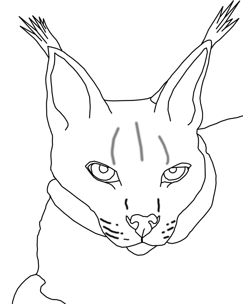 Lynx coloring pages