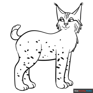 Bobcat coloring page easy drawing guides