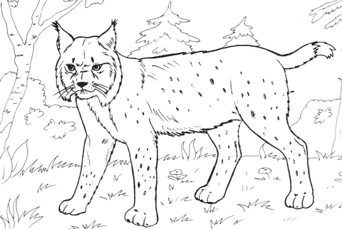 Lynx in the forest coloring page free printable coloring pages