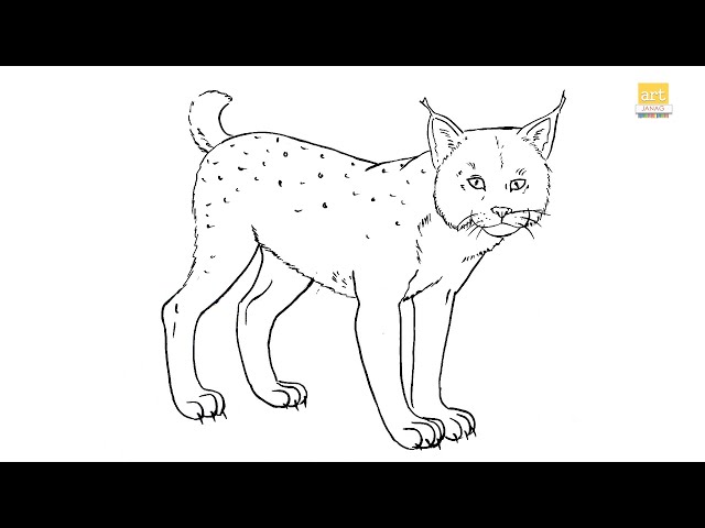 How to draw a iberian lynx ii draw a lynx drawing ii part ii artjanag