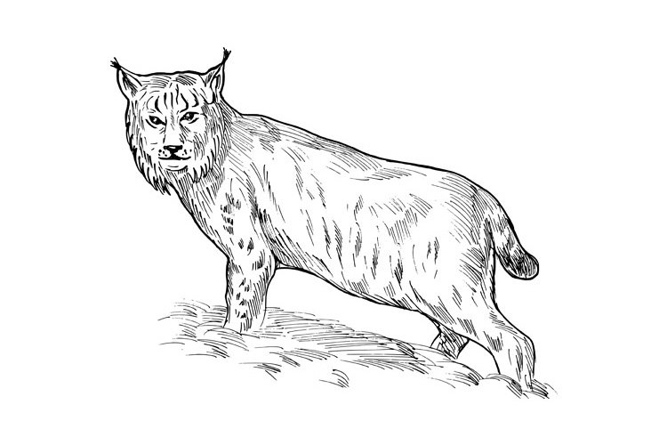 Eurasian lynx drawing