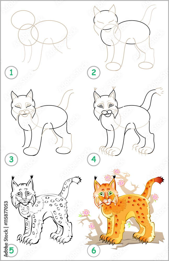 Page shows how to learn step by step to draw a lynx developing children skills for drawing and coloring vector image vector