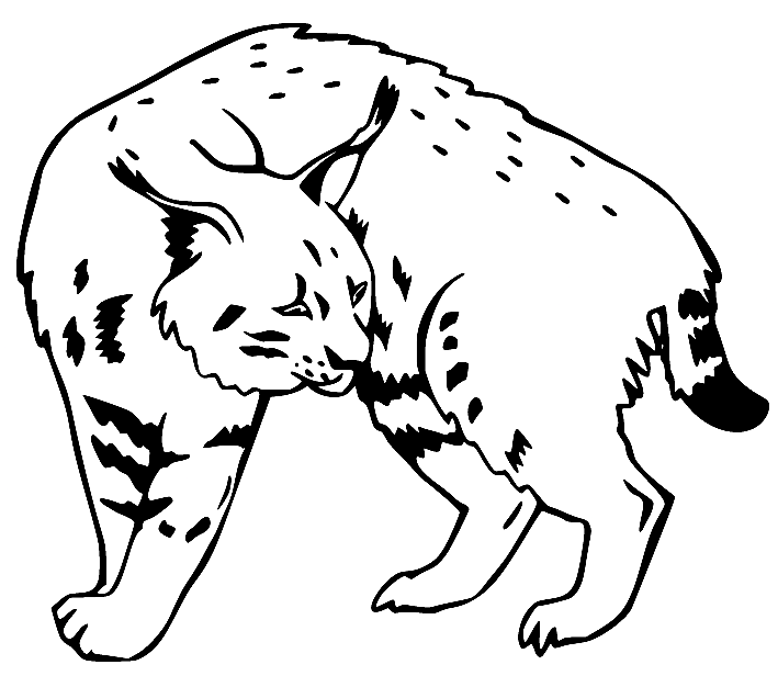 Lynx coloring pages printable for free download