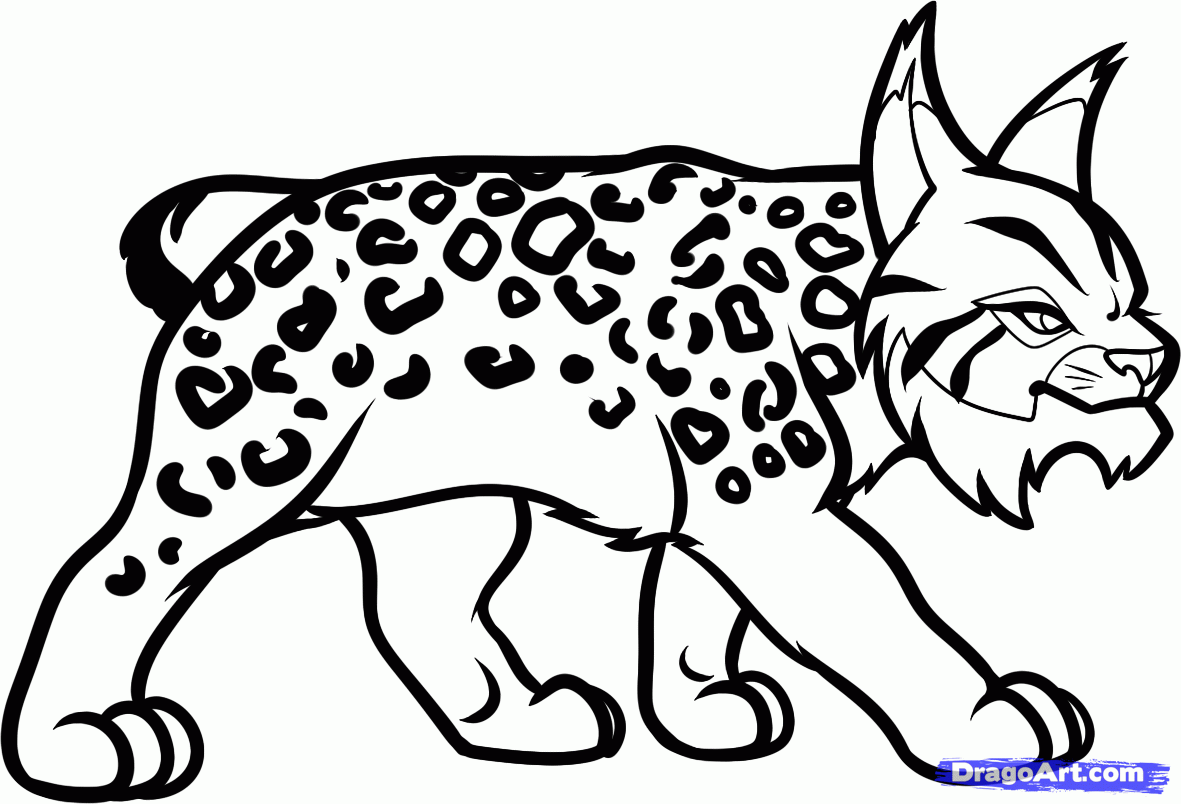 Lynx animals â free printable coloring pages