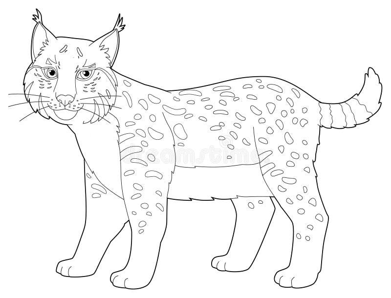 Coloring book lynx stock illustrations â coloring book lynx stock illustrations vectors clipart