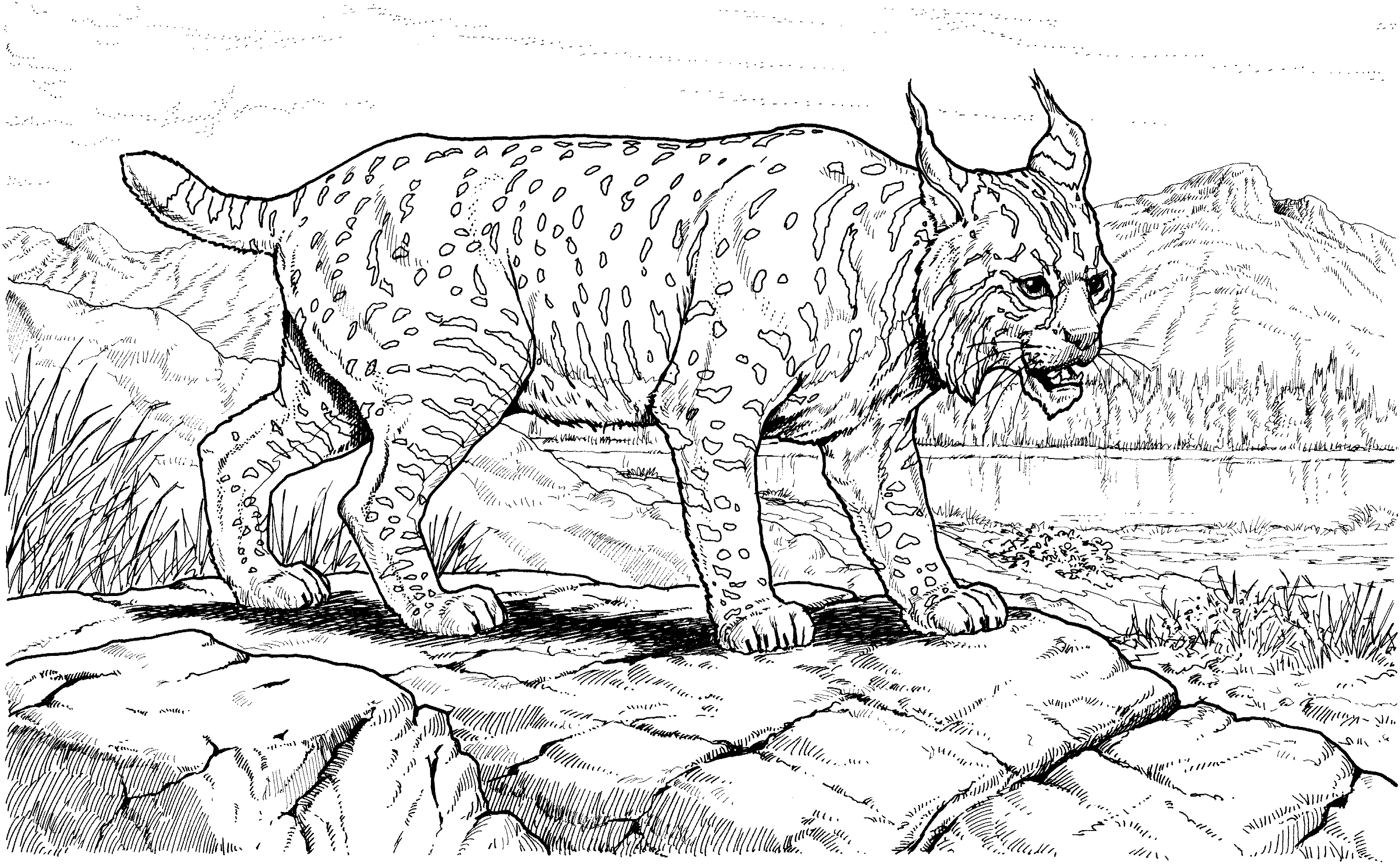 Free lynx coloring pages