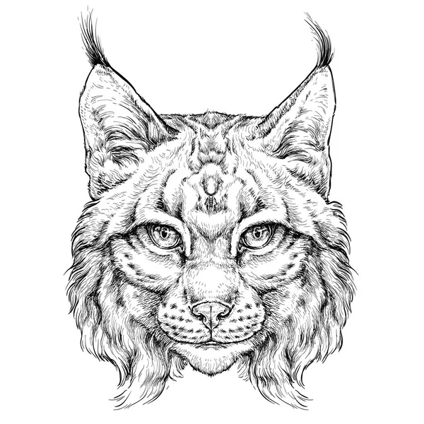 Hand drawn portrait wild lynx vector illustration isolated white stock vector by dianapryadieva