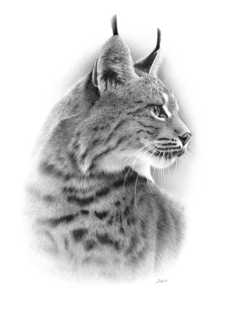 Portrait of a lynx drawing by schu wildlife artist saatchi art