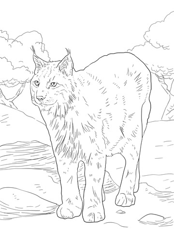 Eurasian lynx coloring page free printable coloring pages