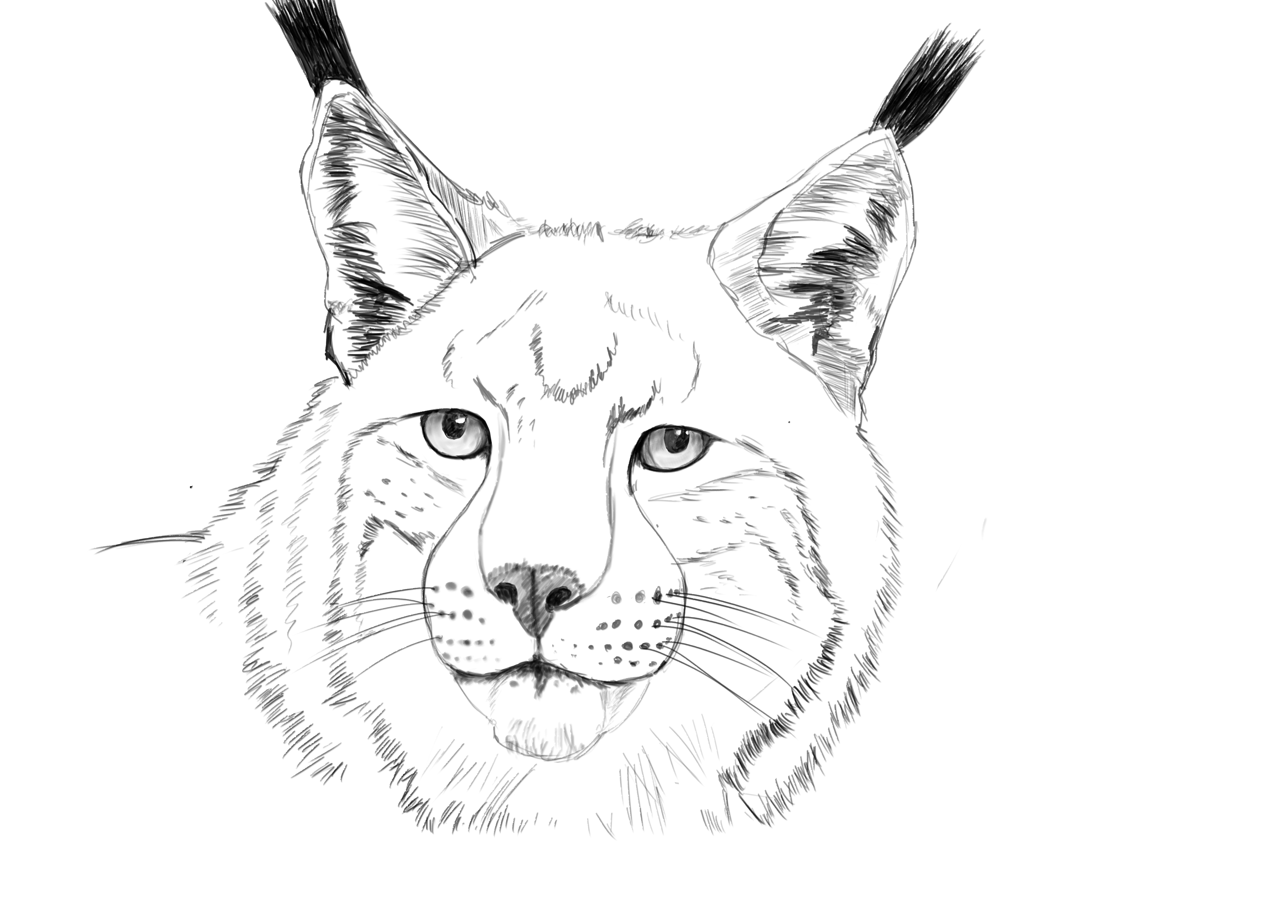 Sketch study of canadian lynx â